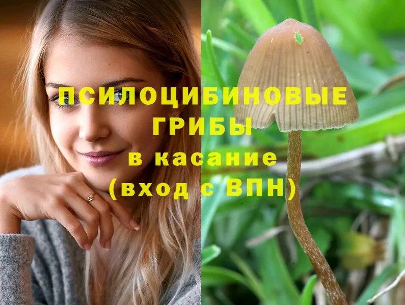 Галлюциногенные грибы MAGIC MUSHROOMS  где продают наркотики  Покровск 